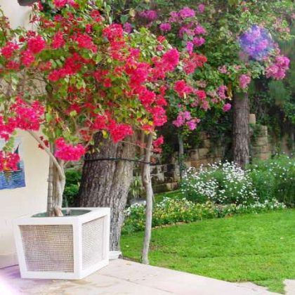 עציץ בוגונביליה