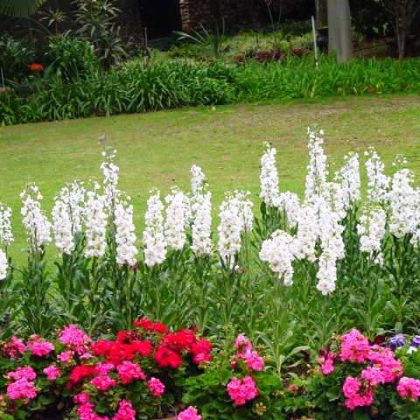 ערוגה פורחת