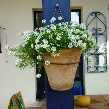 עציץ בכניסה לבית