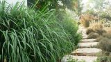 garden_10