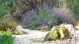 garden_10