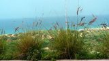 garden_11