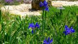 garden_11