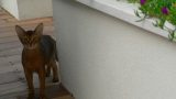 garden_12