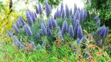 garden_13