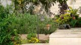 garden_14