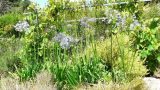 garden_16