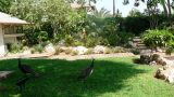 garden_22