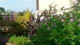 garden_25