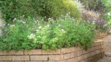 garden_26