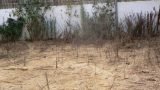 garden_3