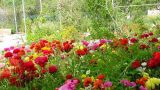 garden_4