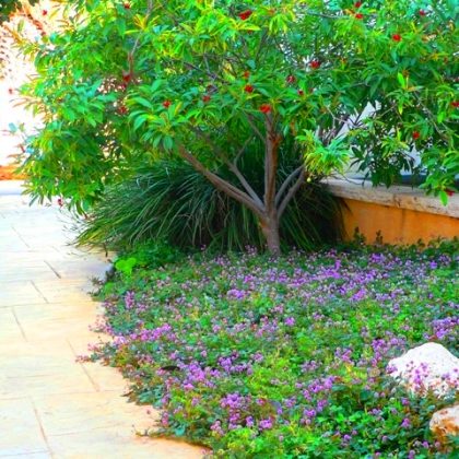 כיסוי מלא של האדמה