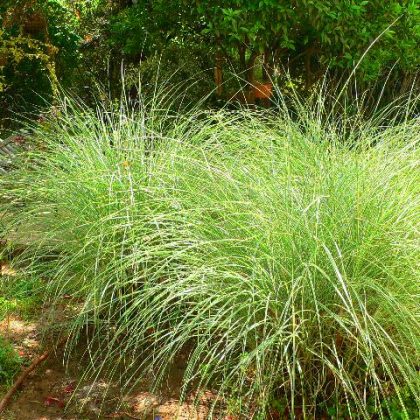 צמחים פרועים